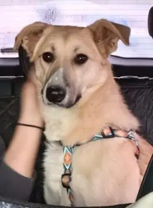 Ищет дом: собака Мия - Собаки (Животные) в Москва