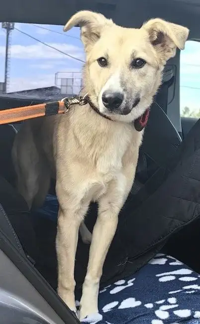 Ищет дом: собака Мия - Собаки (Животные) в Москва