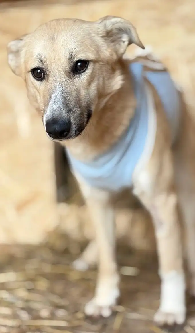 Ищет дом: собака Мия - Собаки (Животные) в Москва