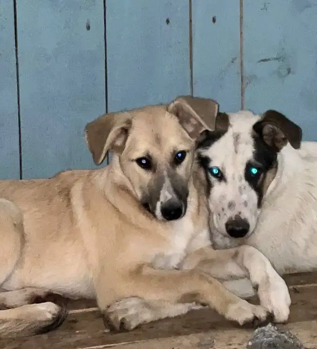 Ищет дом: собака Мия - Собаки (Животные) в Москва