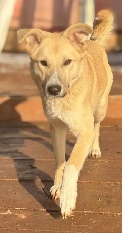 Ищет дом: собака Мия - Собаки (Животные) в Москва