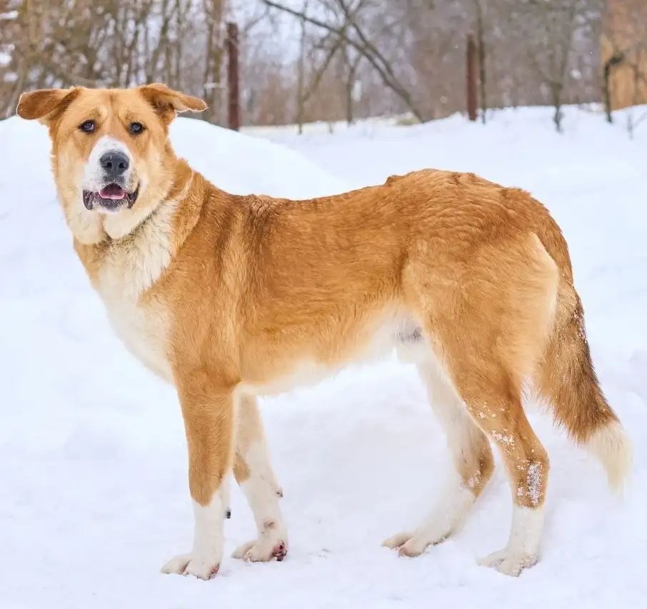 Балу ищет дом - Собаки (Животные) в Москва