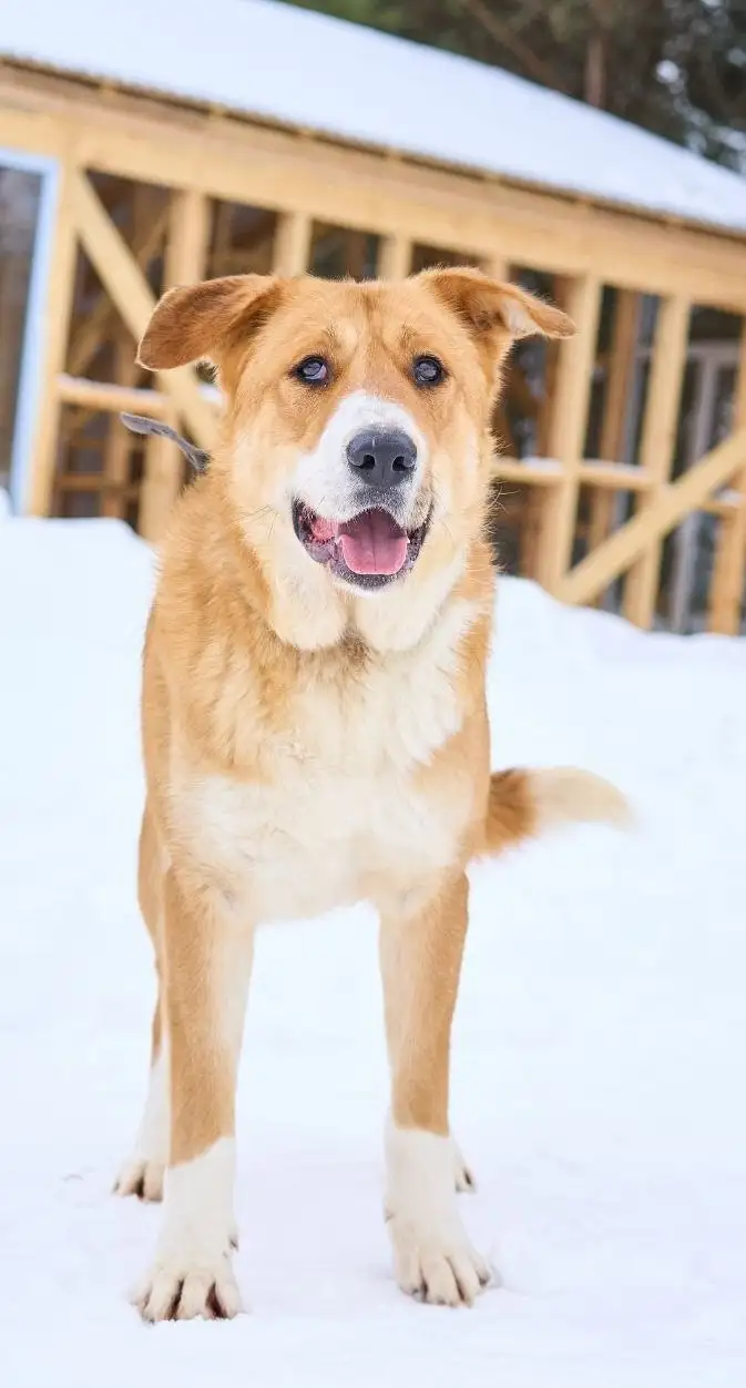 Балу ищет дом - Собаки (Животные) в Москва