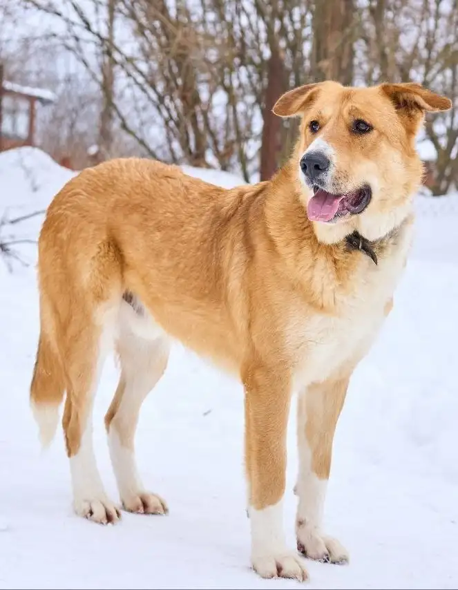 Балу ищет дом - Собаки (Животные) в Москва