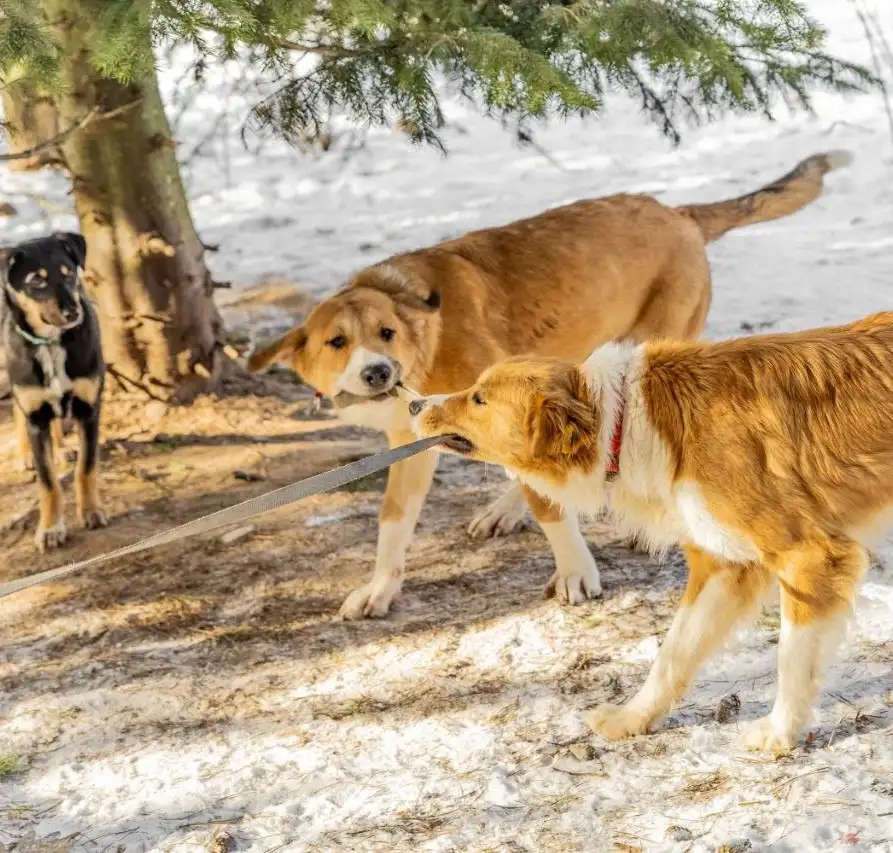 Балу ищет дом - Собаки (Животные) в Москва