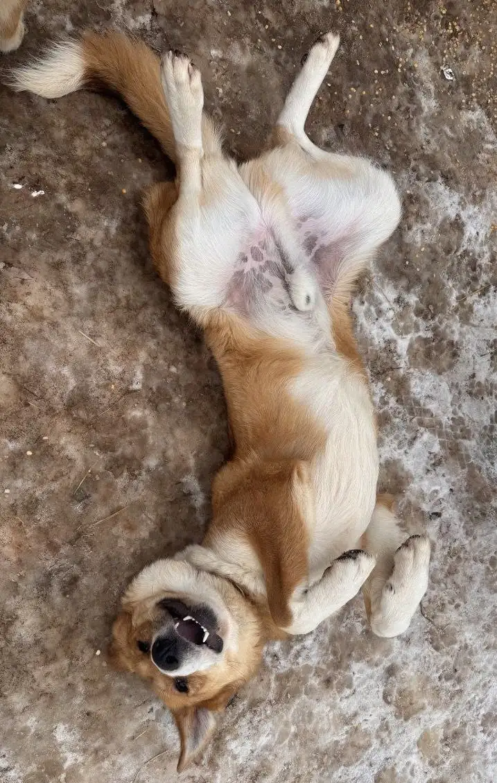 Балу ищет дом - Собаки (Животные) в Москва