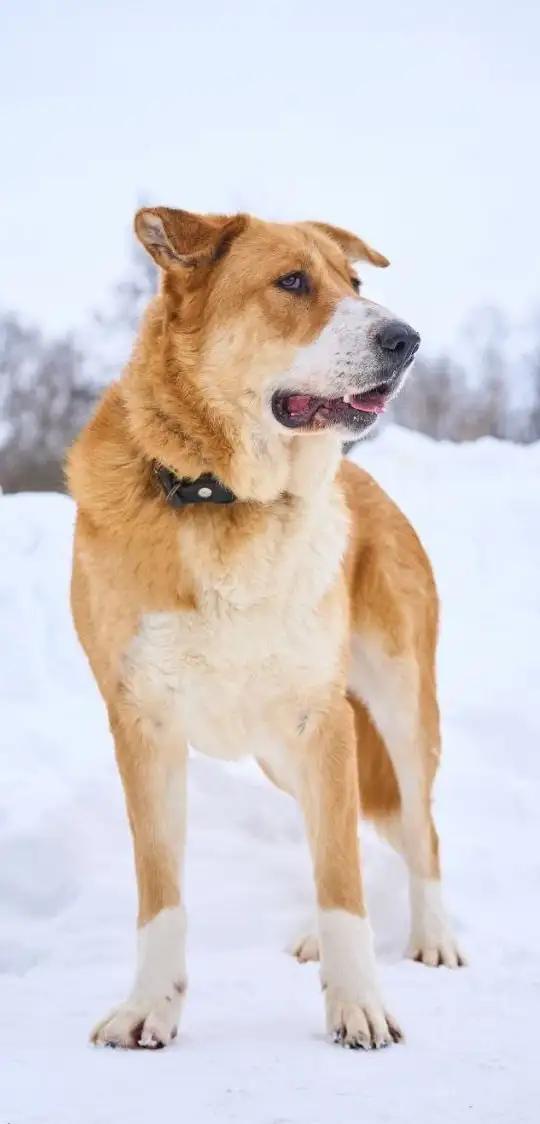 Балу ищет дом - Собаки (Животные) в Москва