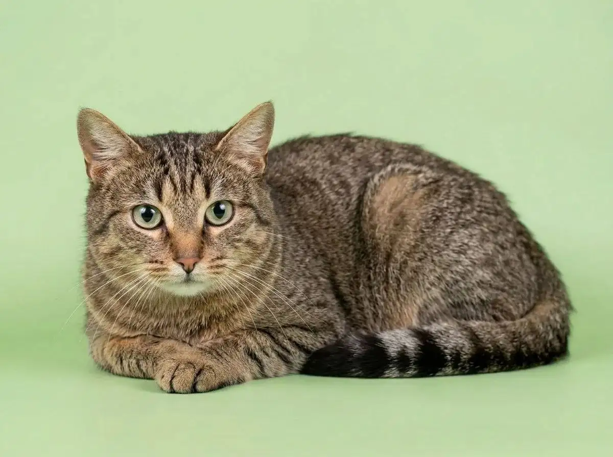 Кошка Алиса ищет дом - Кошки (Животные) в Королев