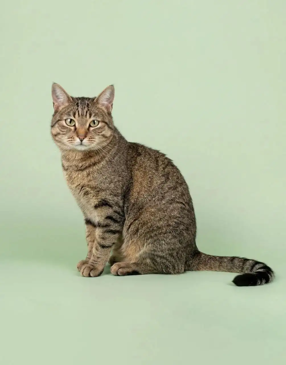 Кошка Алиса ищет дом - Кошки (Животные) в Королев