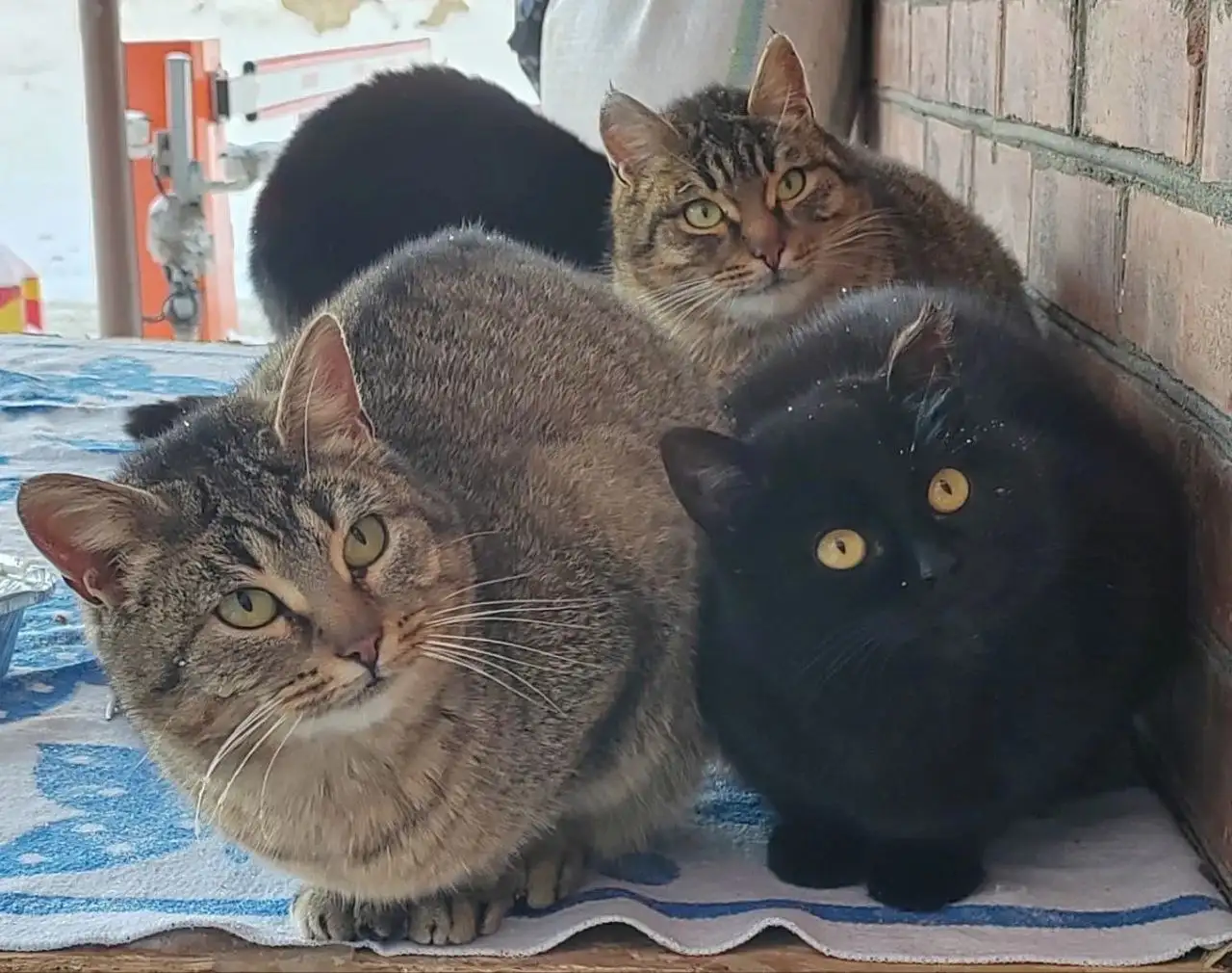 Кошка Алиса ищет дом - Кошки (Животные) в Королев