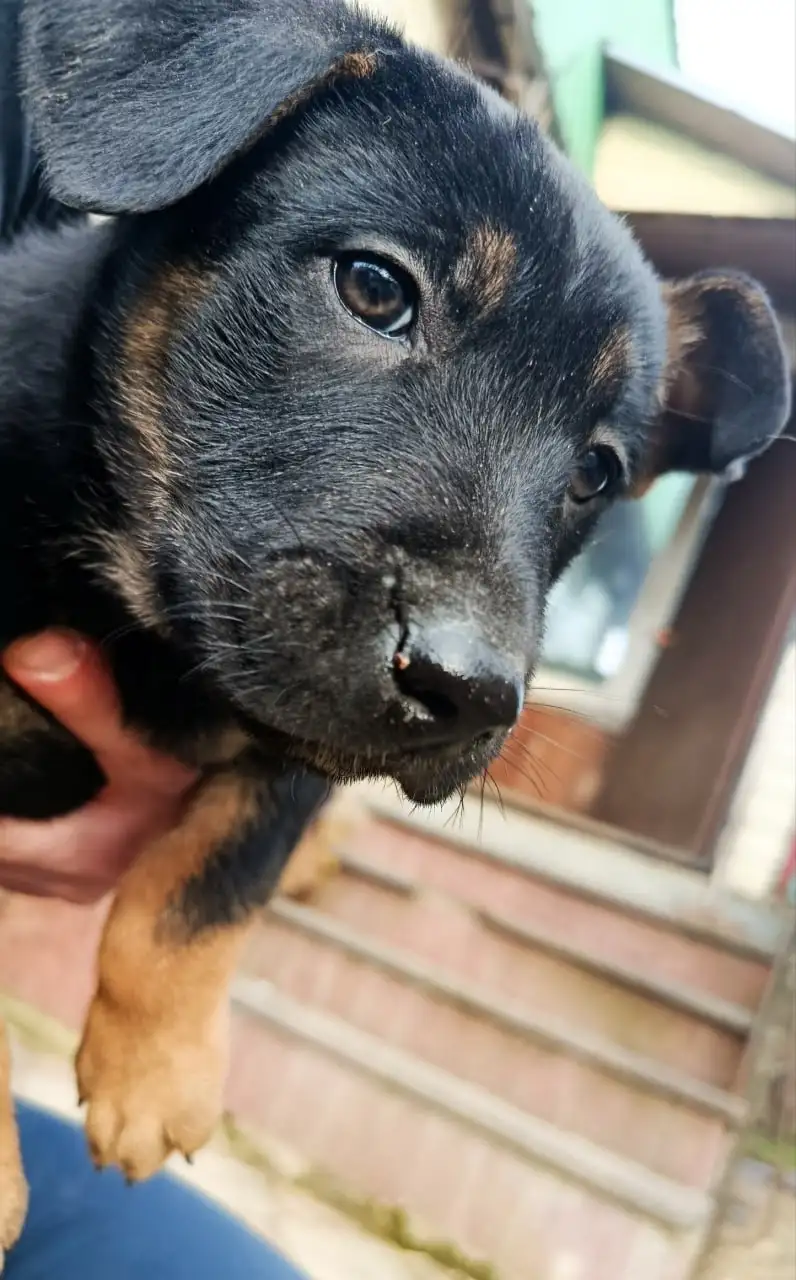 Отдам щенков в добрые руки - Щенки (Животные) в Москва