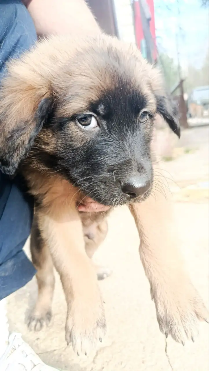 Отдам щенков в добрые руки - Щенки (Животные) в Москва