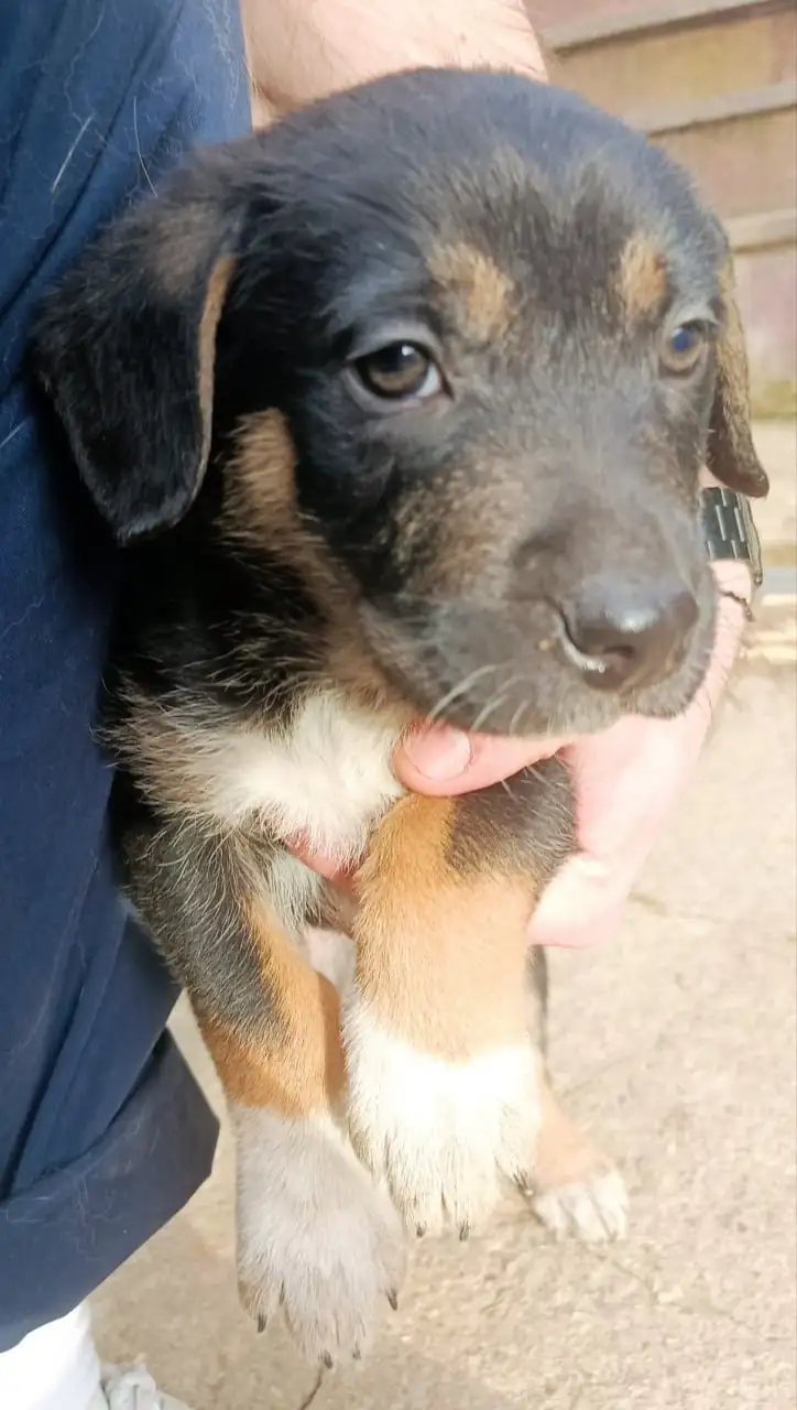 Отдам щенков в добрые руки - Щенки (Животные) в Москва