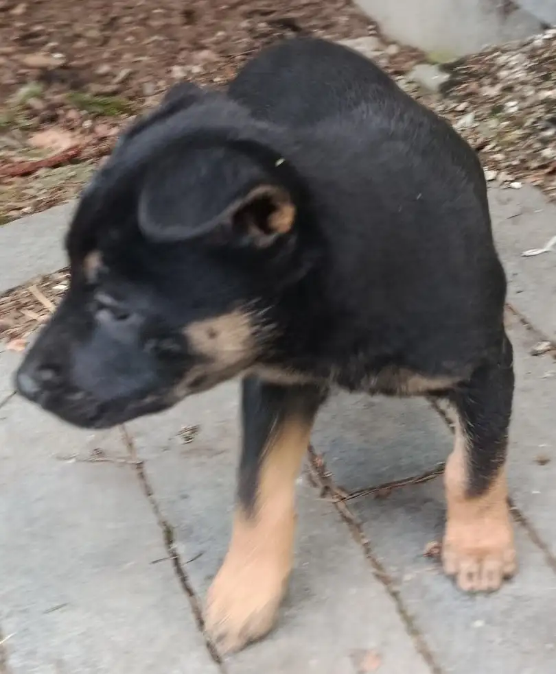 Отдам щенков в добрые руки - Щенки (Животные) в Москва