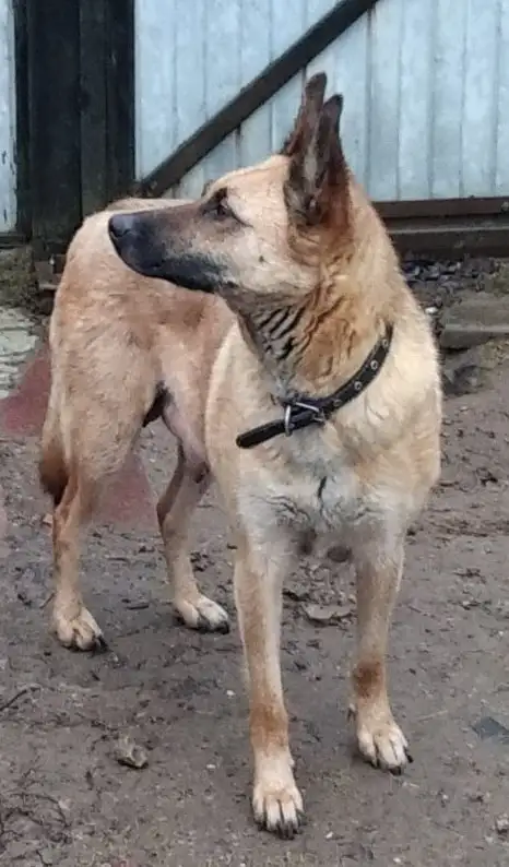 Отдам щенков в добрые руки - Щенки (Животные) в Москва