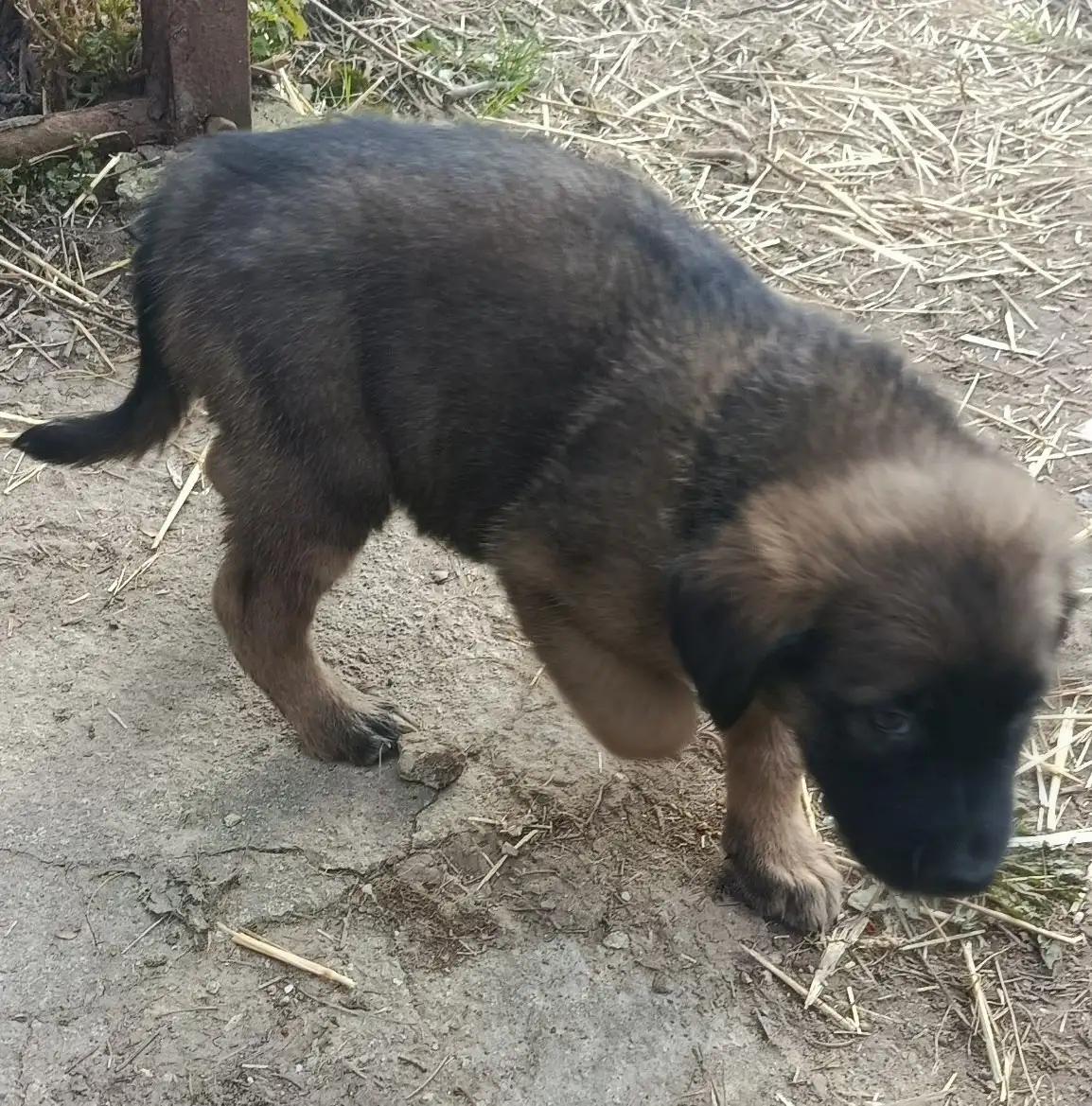 Отдам щенков в добрые руки - Щенки (Животные) в Москва