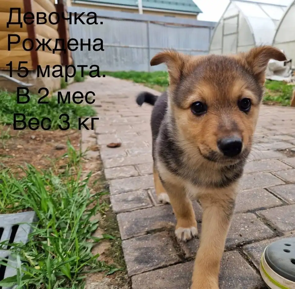 Отдам щенков 2 месяца - Собаки (Животные) в Москва