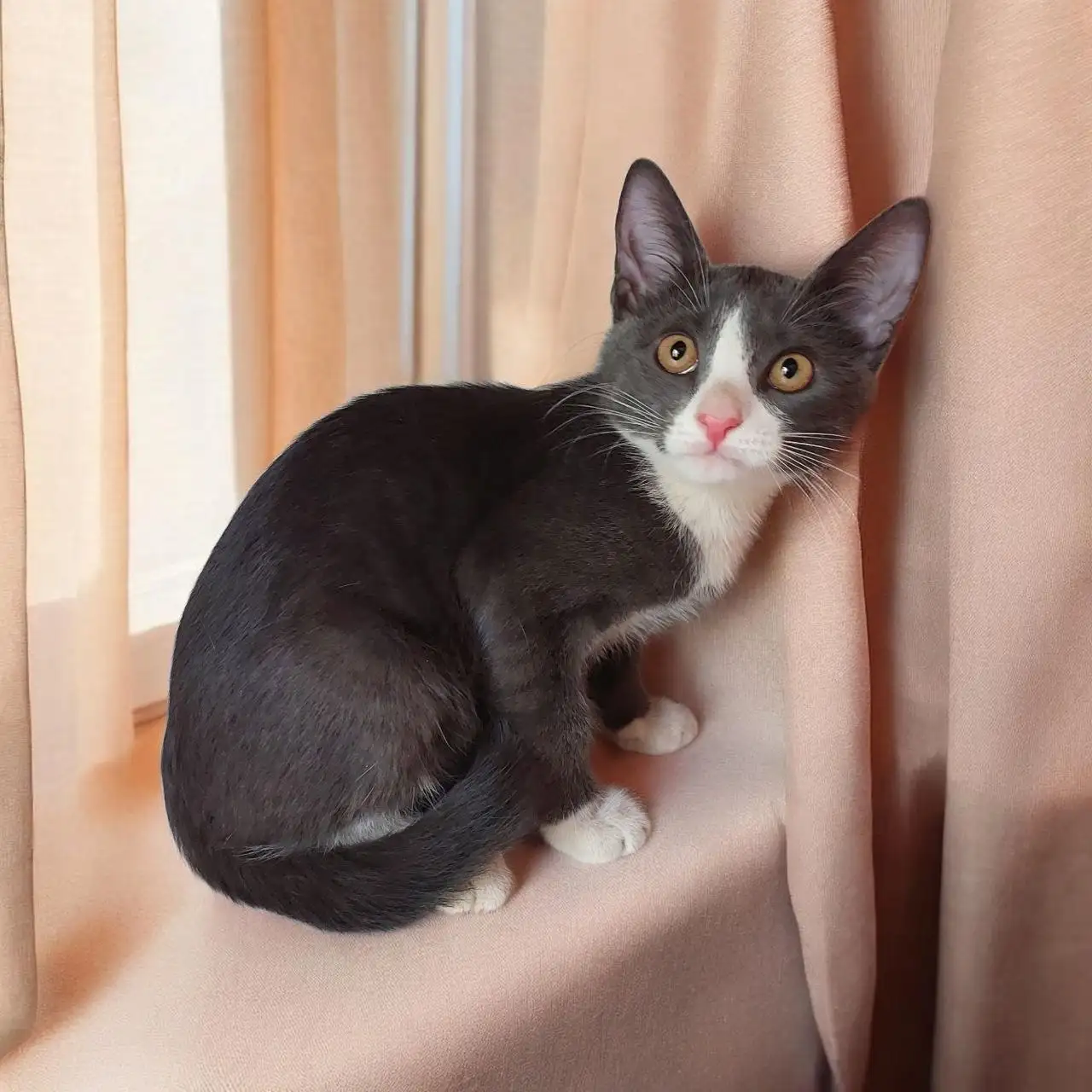 Котёнок Борис в добрые руки - Кошки (Животные) в Мытищи