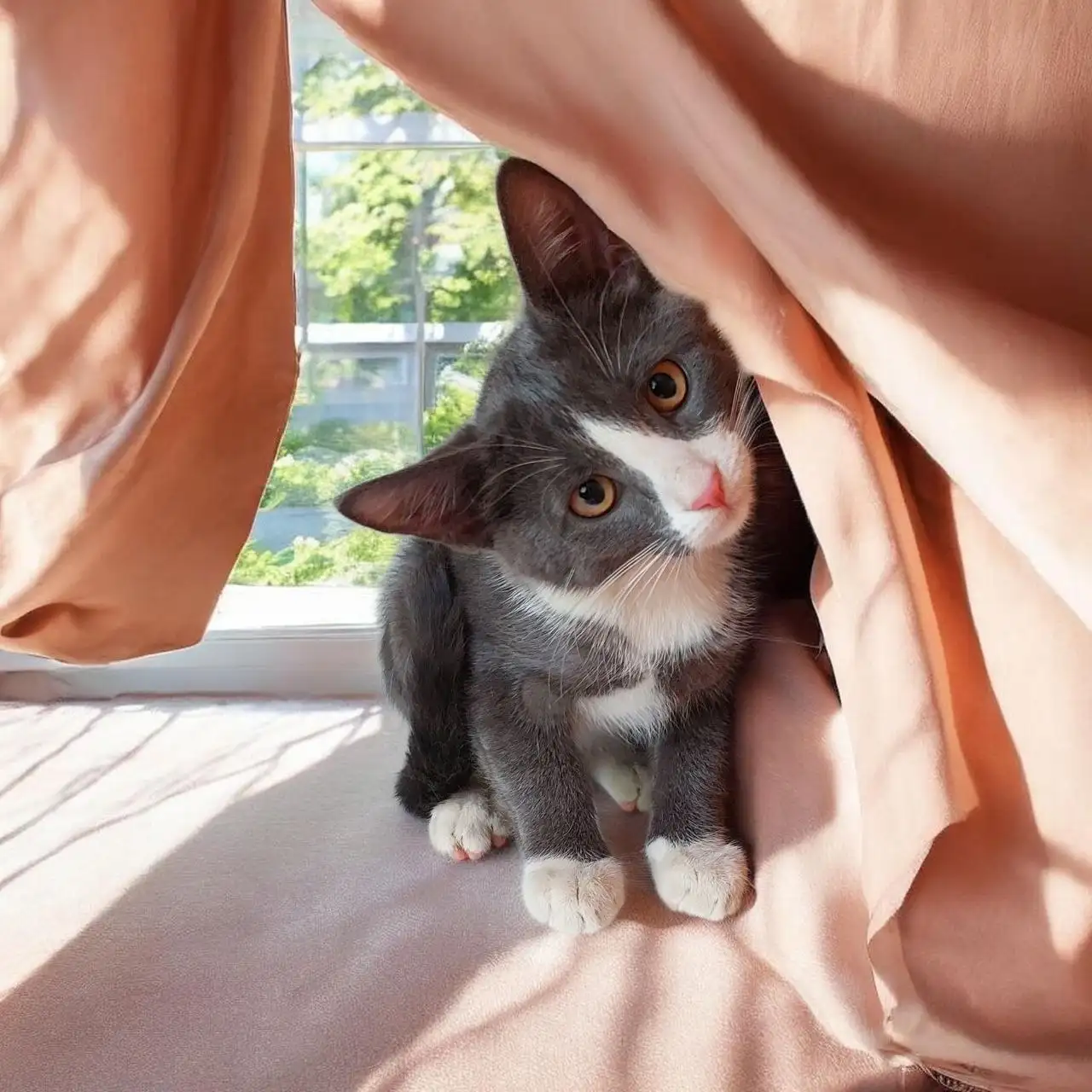 Котёнок Борис в добрые руки - Кошки (Животные) в Мытищи