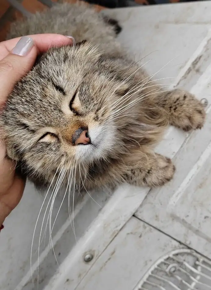 В добрые руки: кошечка Булочка - Кошки (Животные) в Лобня