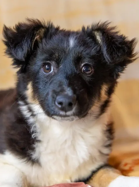 Щенок Пуша ищет дом - Корм и лакомства в Москва