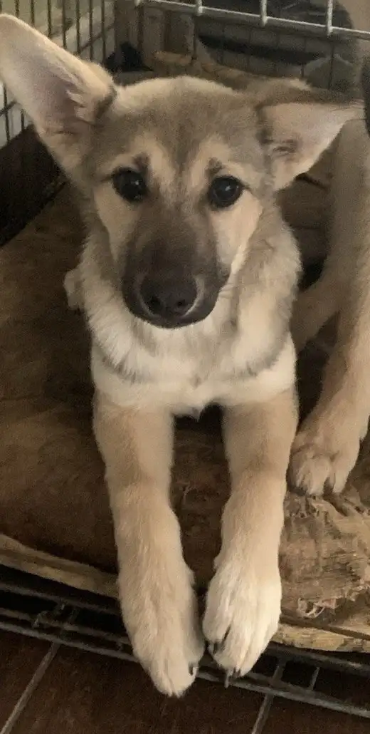 Отдам домик девочку Лану в добрые руки - Кошки (Животные) в Мытищи