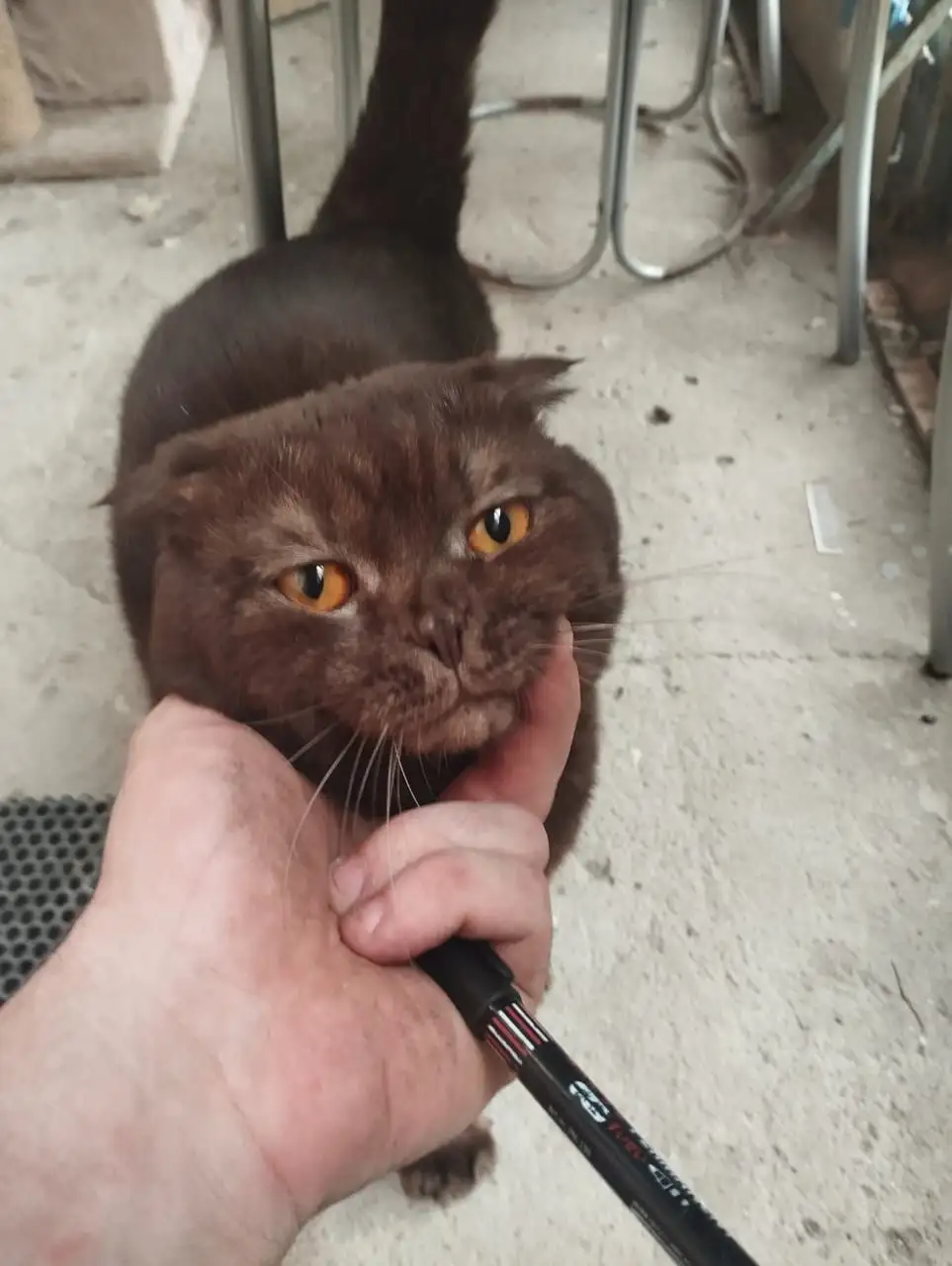 Котика хотят усыпить, срочно нужен хозяин - Животные в Орехово-Зуево