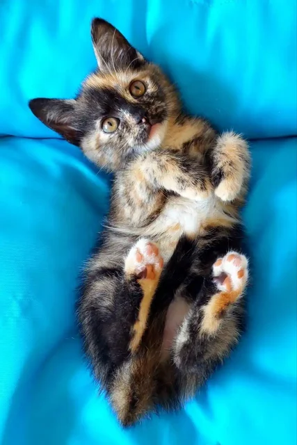 Котята в добрые руки - Животные в Долгопрудный