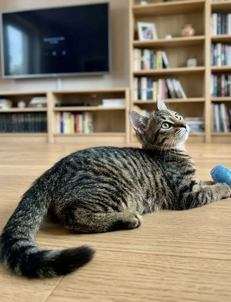 Котёнок Габриэла ищет дом - Кошки (Животные) в Москва