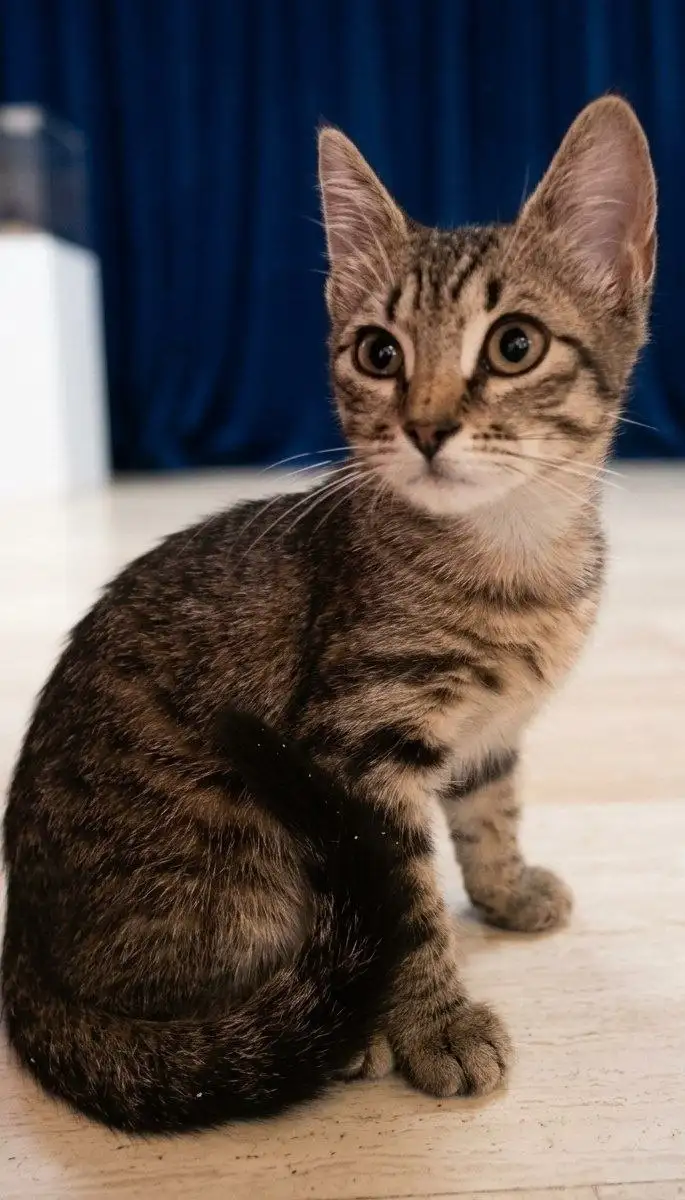 Котёнок Габриэла ищет дом - Кошки (Животные) в Москва