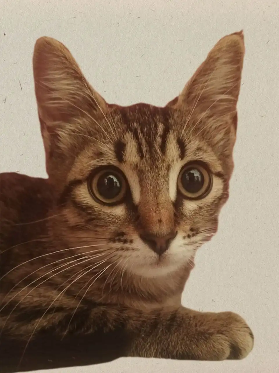 Котёнок Габриэла ищет дом - Кошки (Животные) в Москва