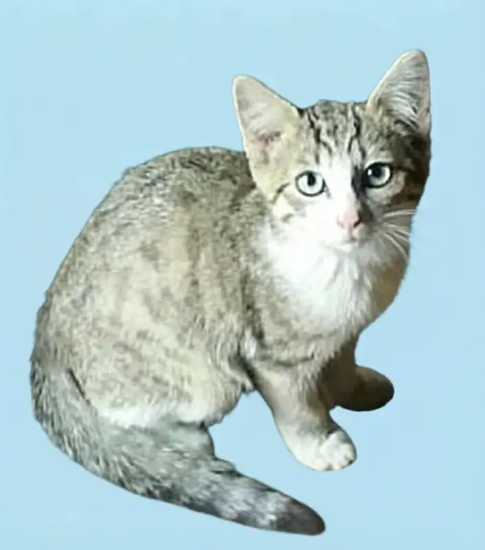 Отдам котят в добрые руки - Кошки (Животные) в Лобня