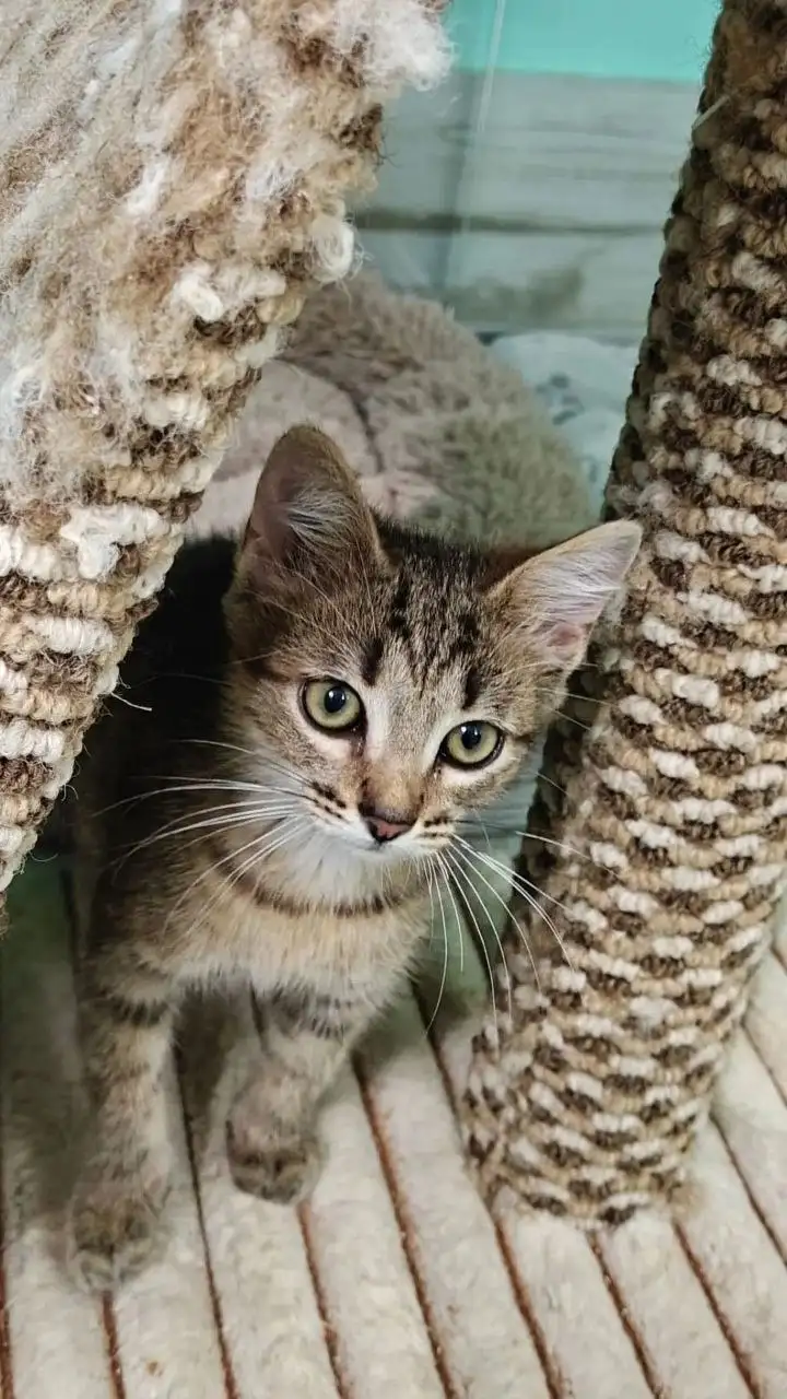 Котята Гектор и Твикс ищут дом - Кошки (Животные) в Лобня