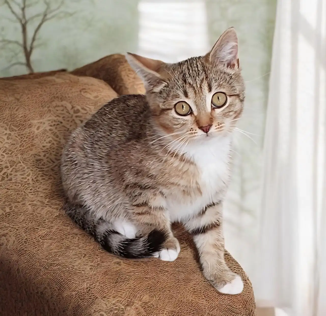 Котенок шотландской породы в добрые руки - Кошки (Животные) в Мытищи
