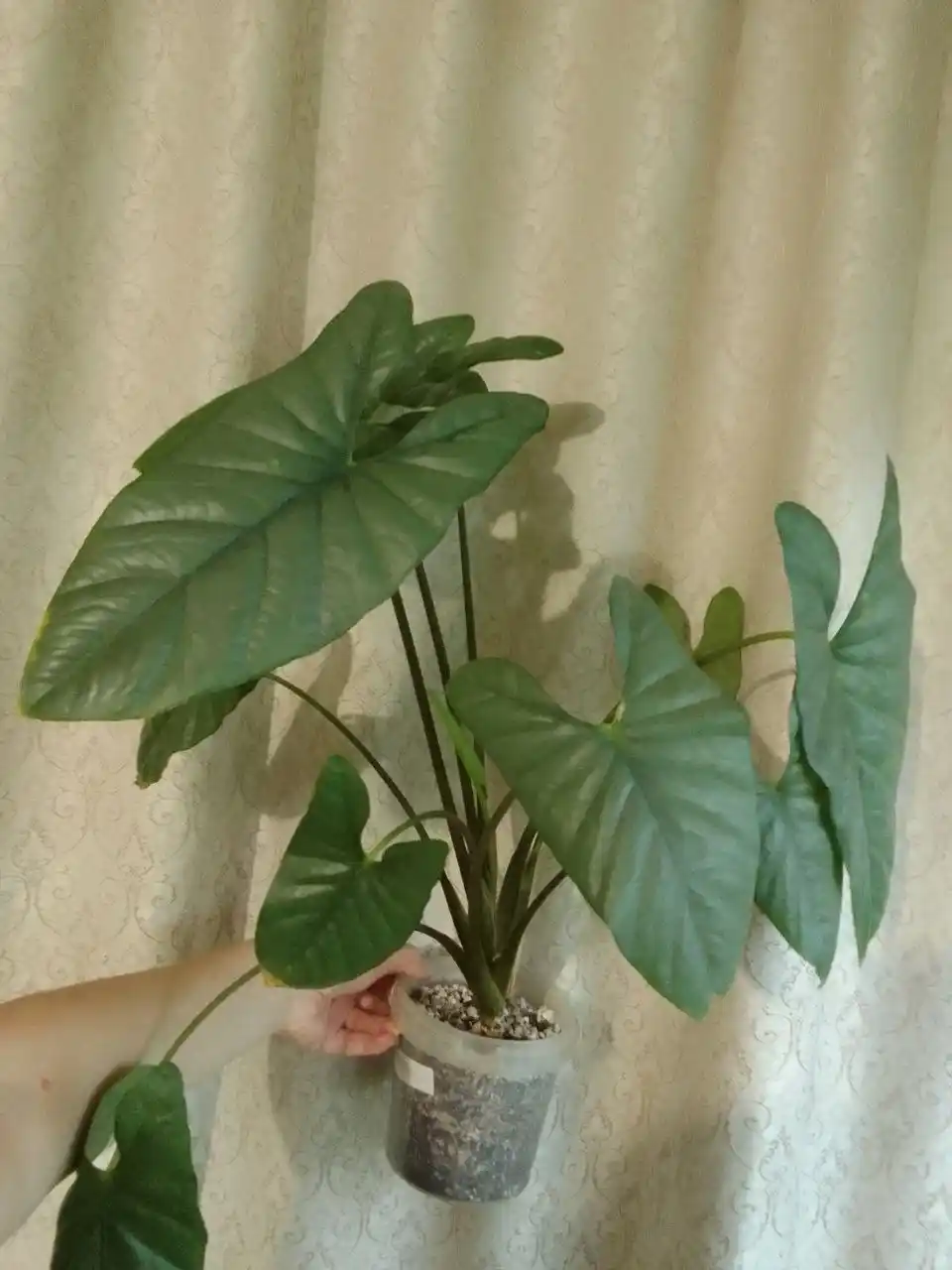 Алоказия коразон взрослое растение - частное объявление в Чита