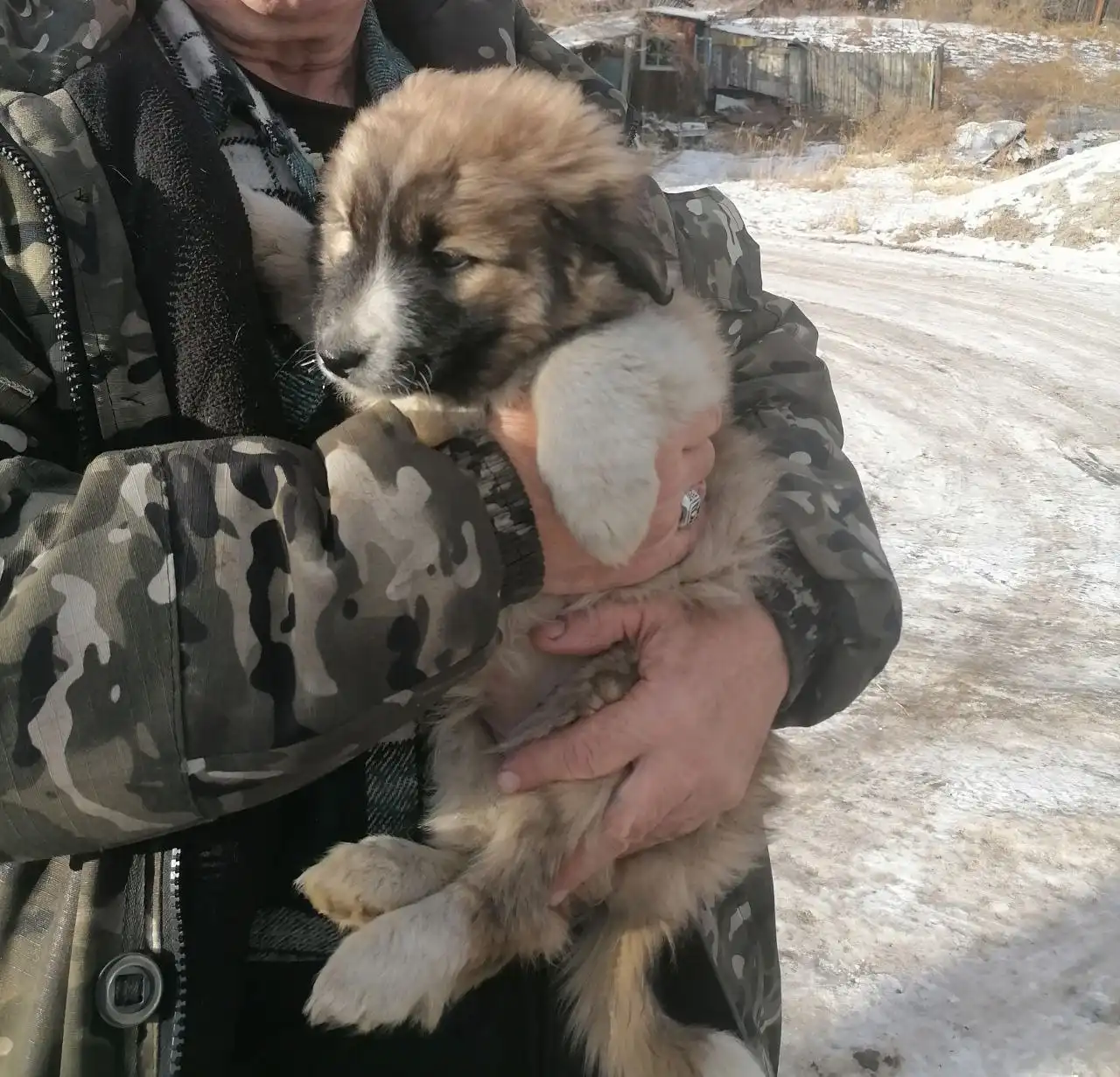 Мишелька в поисках дома