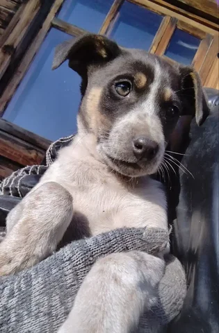 Щенки в Чите - Животные в Чита