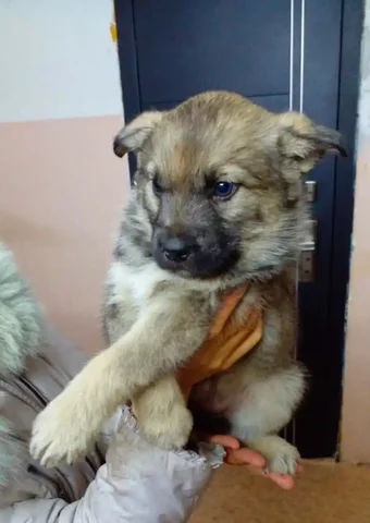 Отдам девочка 1.5 месяца - Животные в Чита