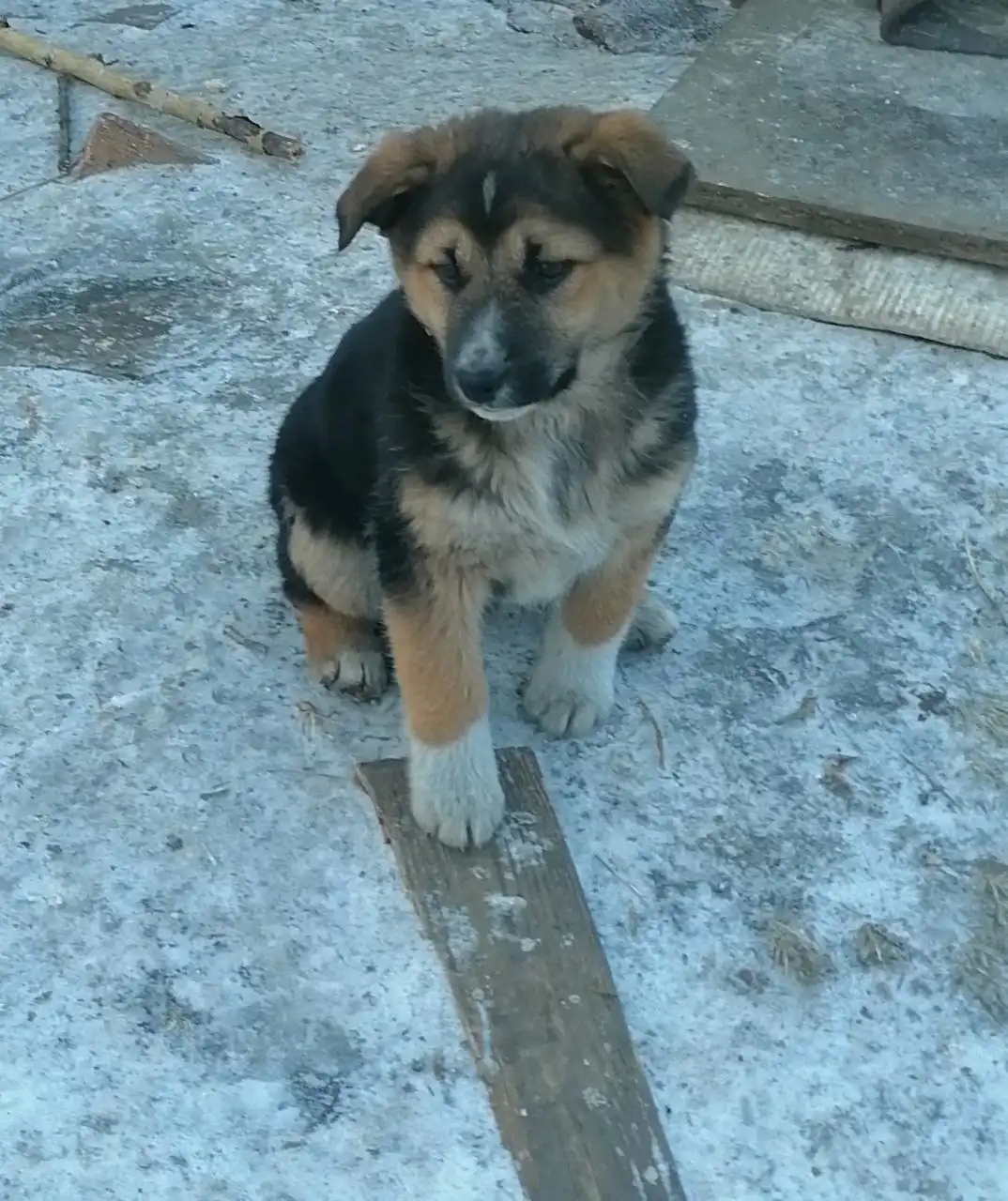 Альма в поисках дома