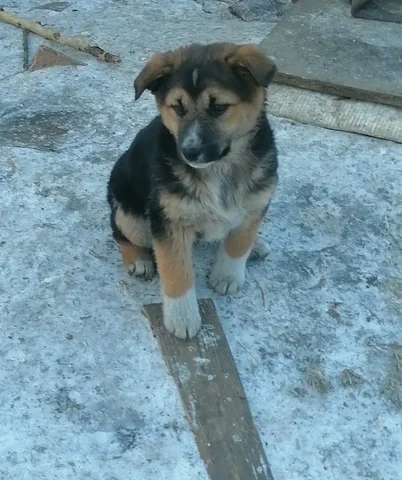 Альма в поисках дома - Животные в Чита