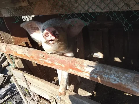 Продажа свиньи на мясо - частное объявление в Чита