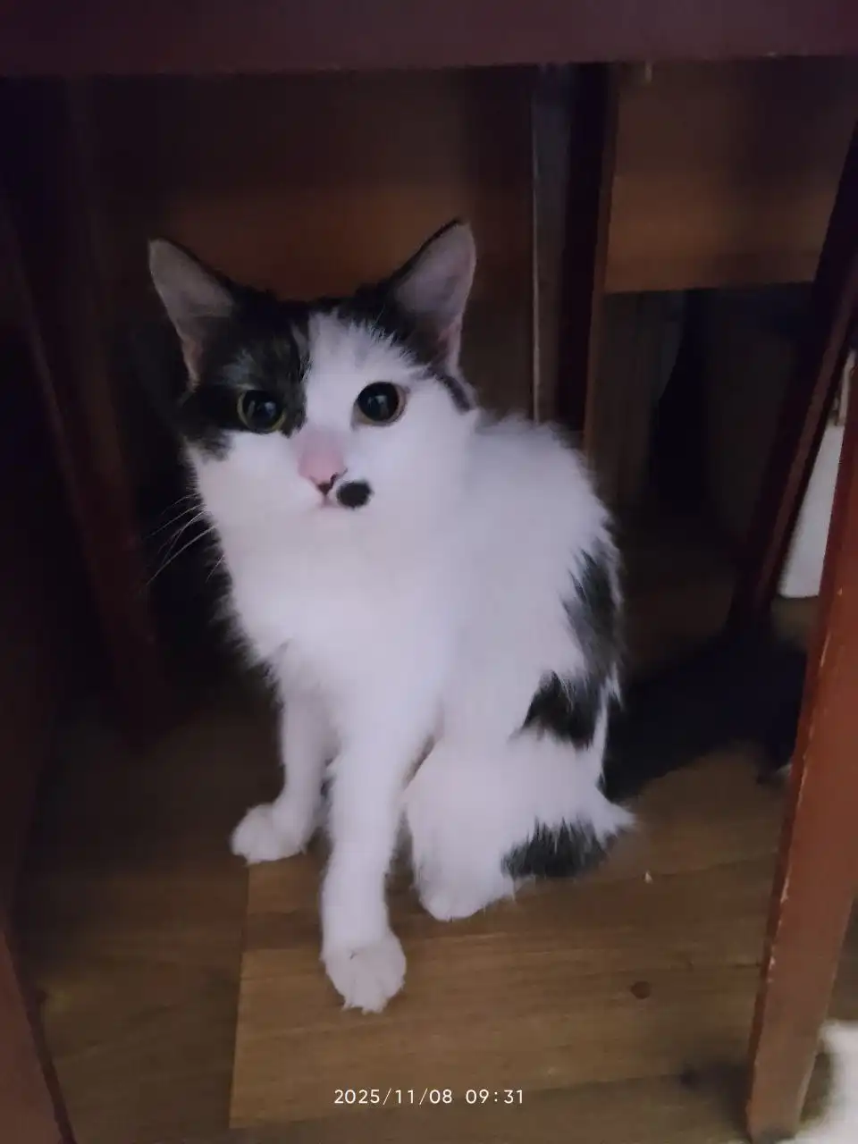 Кошка Фрося ищет дом