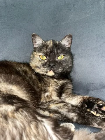 Молодая кошечка Боня ищет семью - частное объявление в Новокручининск