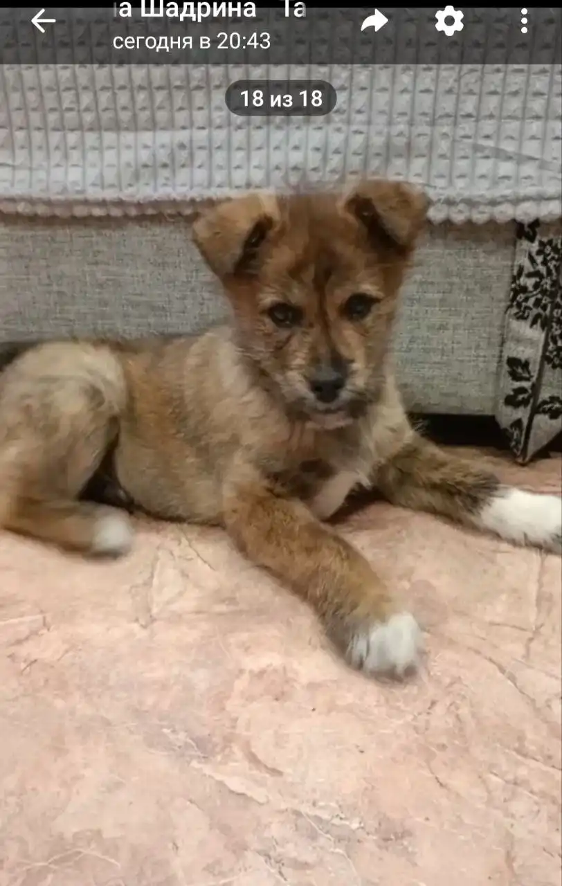 Щенок акита-ину и дворняги ищет дом