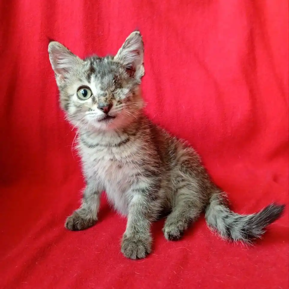 Котенок с оптимизмом ищет хозяина