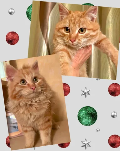 Пристройство кошек в Чите - Животные в Чита