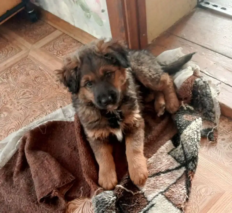 Щенок Злата ищет дом в Чите