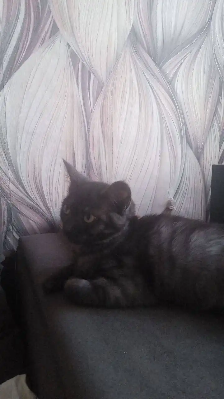 Девочка ищет дом