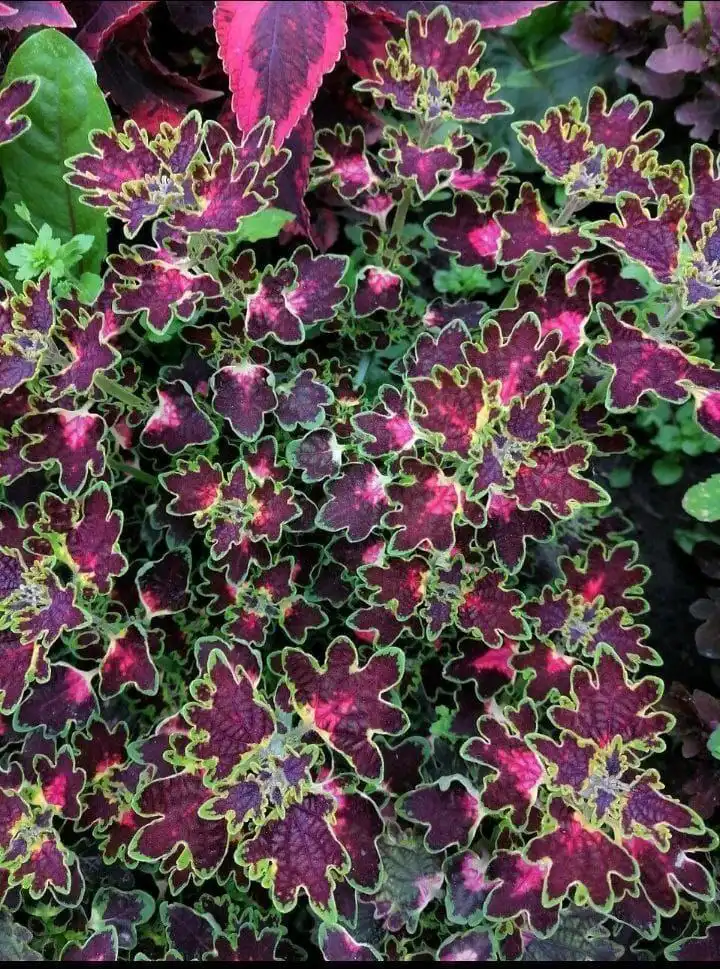 Укоренённые колеусы