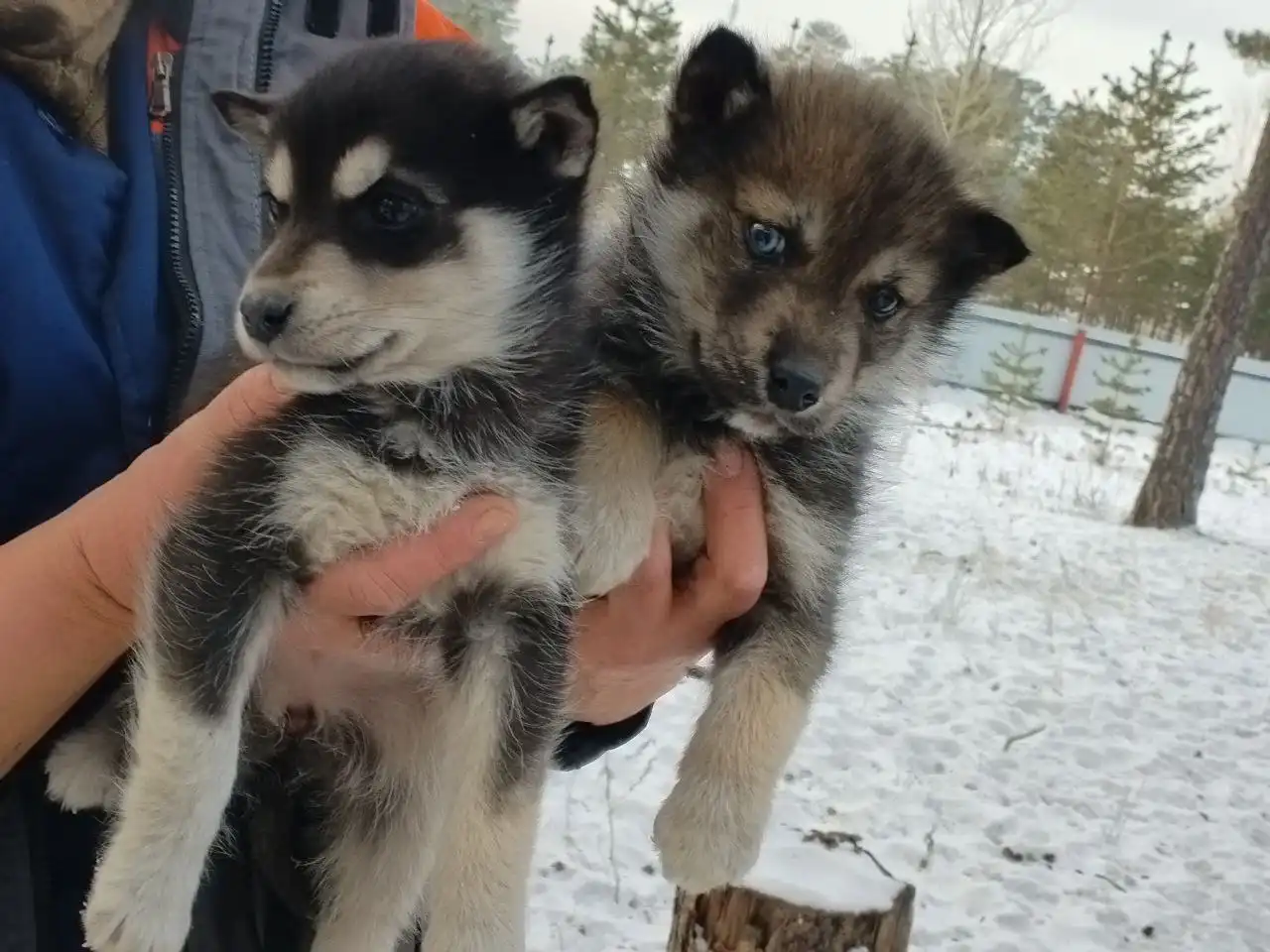 Отдаются щенки Кай и Герда в Чите